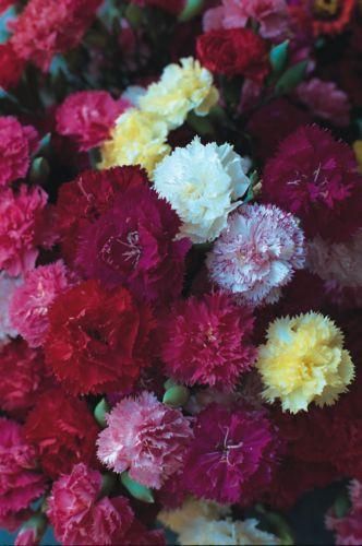 Carnation Dwarf Fragrance Seeds