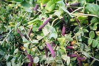 Exhibition Vegetable Robinsons Pea Purple Podded Pea 50 Seeds