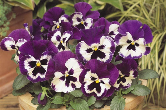 Pansy Matrix Purple and White F1 Hybrid Seeds