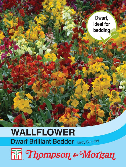 T & M Wallflower Dwarf Brilliant Bedder Seed