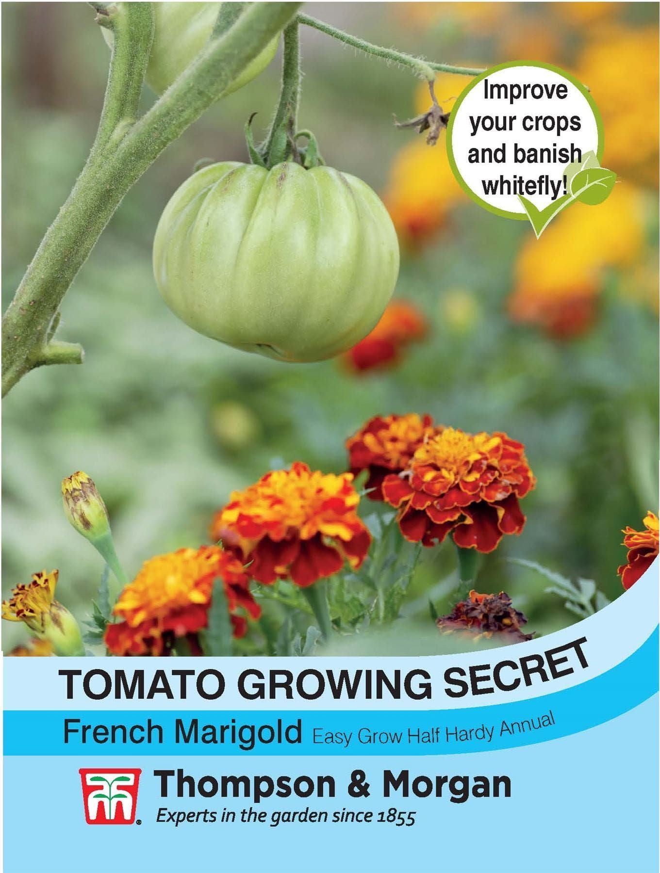Thompson & Morgan Tomato Growing Secret (Special Marigold) 40 Seed
