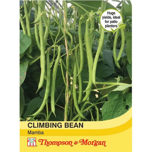 Thompson & Morgan Climbing Bean Mamba 40 Seed