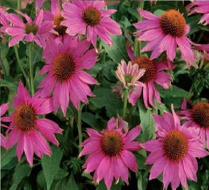 Echinacea PowWow Wild Berry Seeds