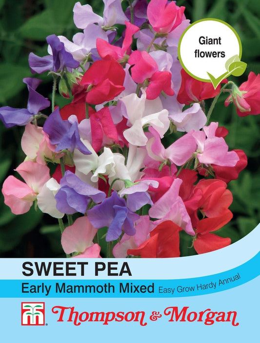 Thompson & Morgan Sweet Pea Early Mammoth Mix Seed