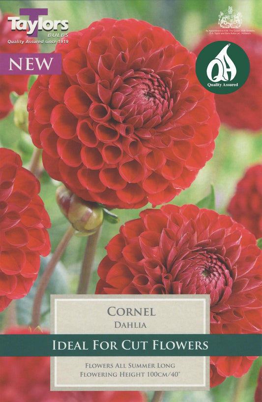 Taylors Flower - Dahlia - Cornel - 1 Tuber
