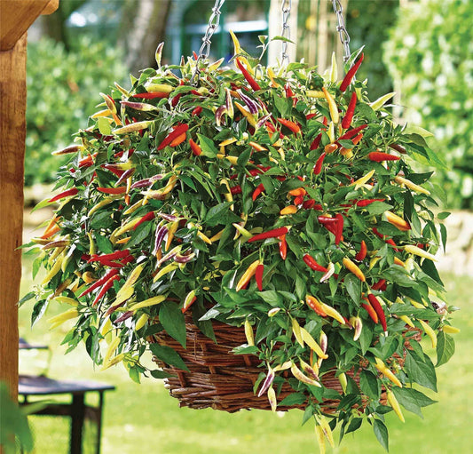 Pepper (Chilli) Volante Hot Red F1 Hybrid Seeds