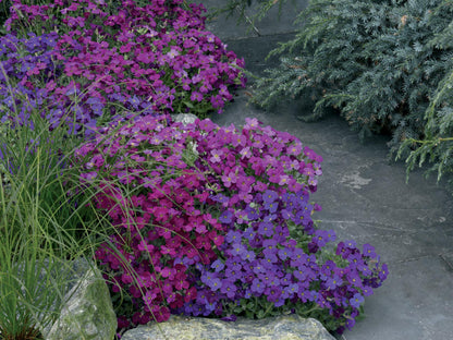 Aubrieta Katie F1 Hybrid Mixed Colours Seeds