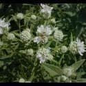 Mountain Mint Seeds - Pycnanthemum Pilosum