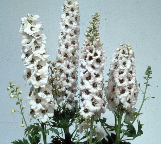 Delphinium Magic Fountains White Dark Bee Seeds