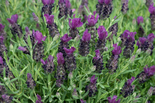 Lavender Bandera Deep Purple Seeds