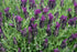 Lavendula Lavender Bandera Deep Purple