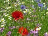 Wild Flower Cornfield Annual Flower Mix Seeds