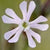Wild Flower NightFlowering Catchfly Silene Noctiflora