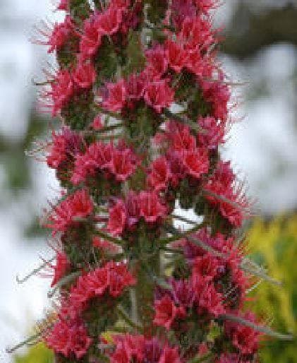 Echium pininana Red Rocket Seeds
