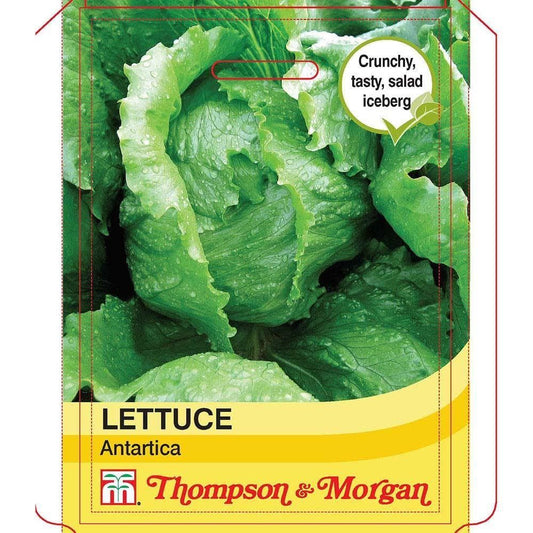 Thompson & Morgan Lettuce Antartica 200 Seed