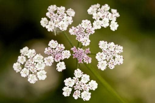 Wild Flower Upright Hedge Parsley torilis Japonica Seeds