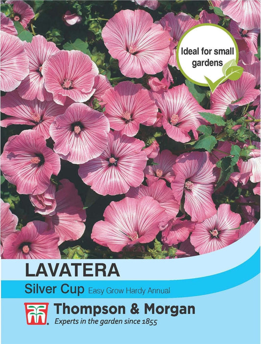 Thompson & Morgan Lavatera Silver Cup 75 Seed