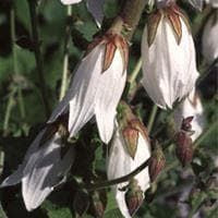 Campanula Alliarifloria Seeds