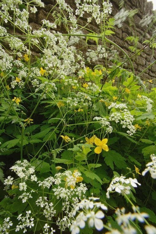 Wild Flower Cow Parsley Anthriscus sylvestris Seeds