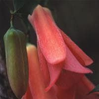 Lapageria Rosea Chilian Bell Flower Seeds