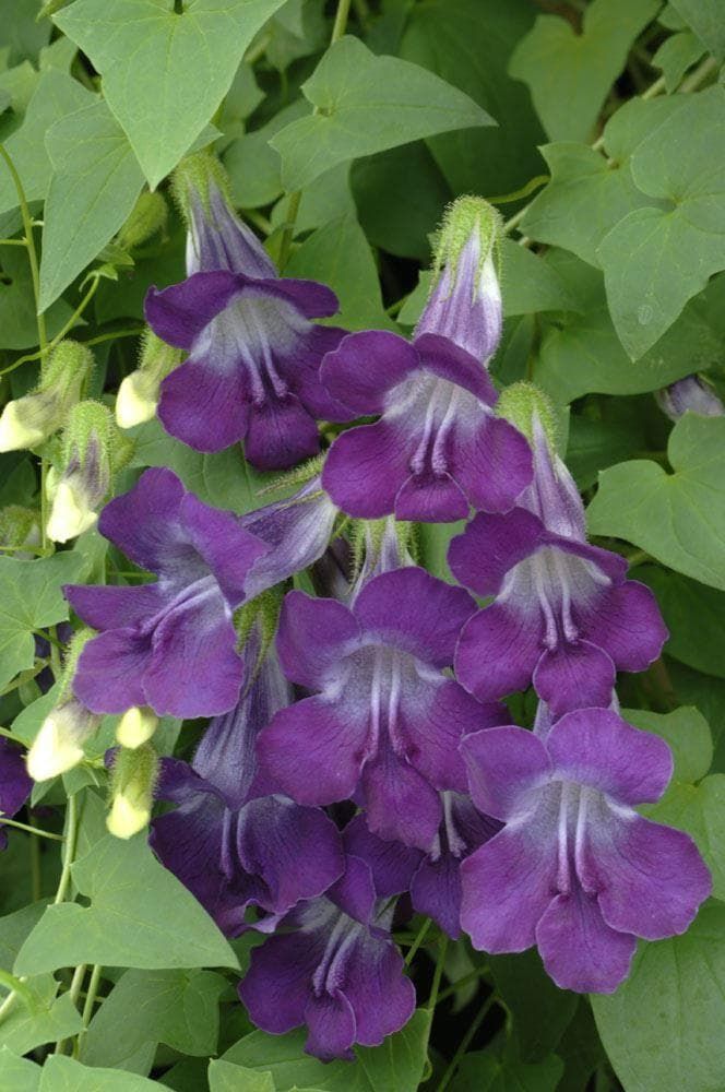 Asarina Scandens Mystic Series Violet White Seeds