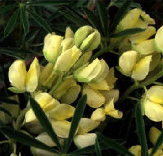 Lupinus Lupin Arboreus Yellow Seeds