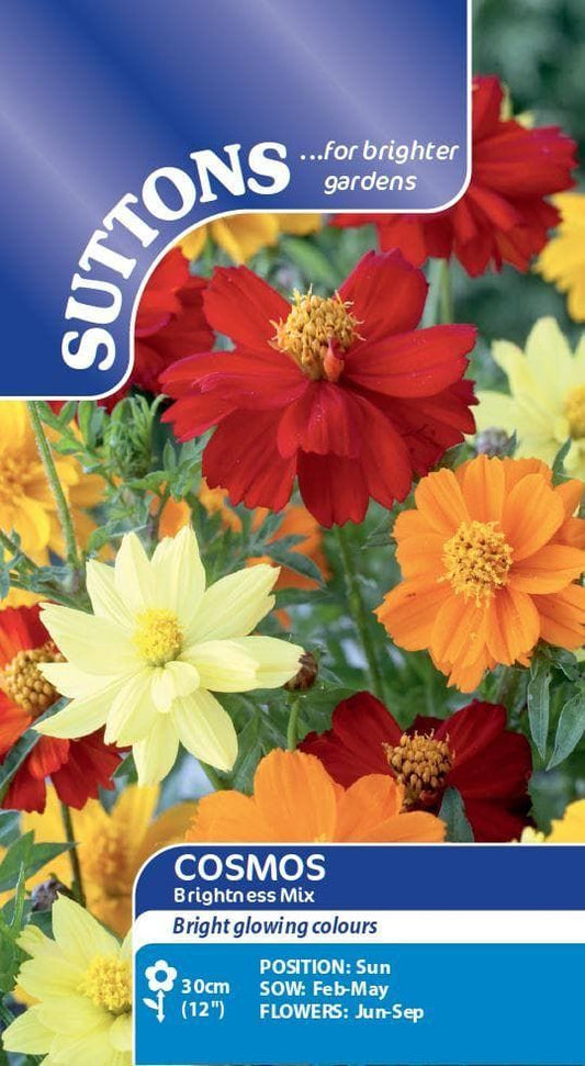 Sutton Seeds - Cosmos Seeds - Sulpureus Brightness Mix