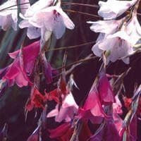 Dierama Species Mixed Seeds