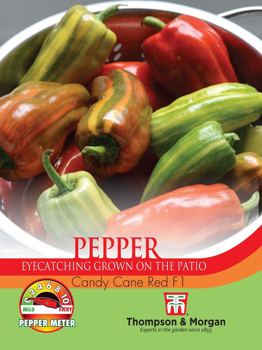 Thompson & Morgan - Vegetable - Pepper - Candy cane red - 4 Seeds