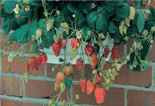 Strawberry Temptation Seeds