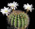 Cactus Acanthocalycium Klimpelianum