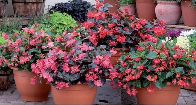 Begonia Whopper Mixed Seeds