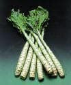 Celtuce Seeds - Stem Lettuce