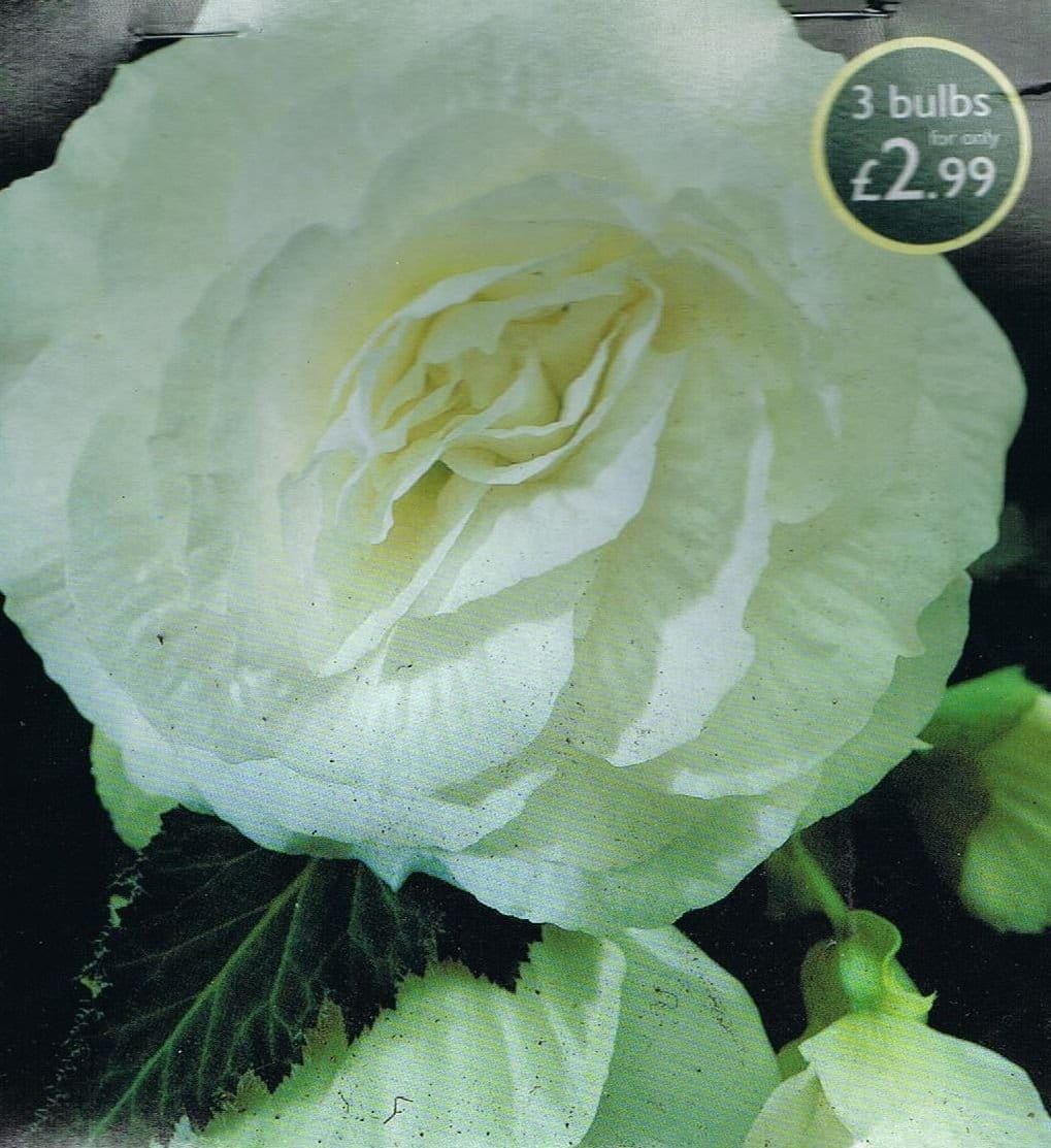 Taylors Double Begonia - White - 3 Tubers - Pots and Borders
