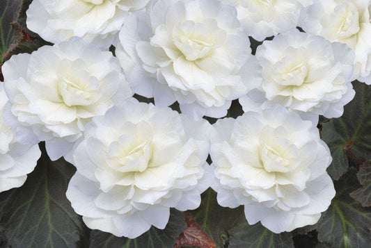 Begonia Nonstop Mocca Deep White F1 Seeds