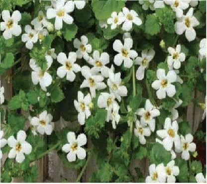 Bacopa Snowtopia Seeds