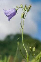 Wild Flower Harebell Campanula rotundifolia Seeds