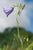 Wild Flower Harebell Campanula Rotundifolia