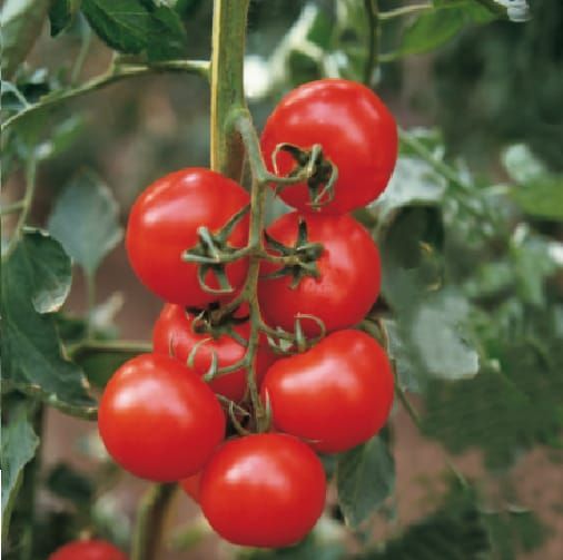 Tomato Elisir F1 Hybrid Seeds
