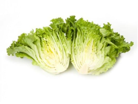 Lettuce Green Batavia Emocion RZ (81-22) Seeds