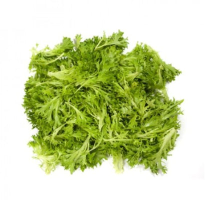 Lettuce Incised Leaf Salanova Experience RZ (79-41) Treated Seeds