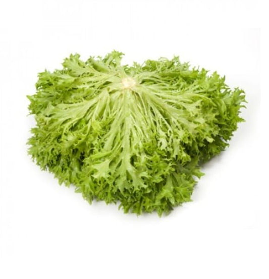 Lettuce Incised Leaf Salanova Experience RZ (79-41) Treated Seeds