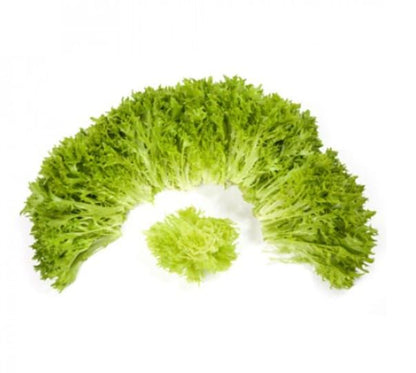 Lettuce Incised Leaf Salanova Experience RZ (79-41) Treated Seeds