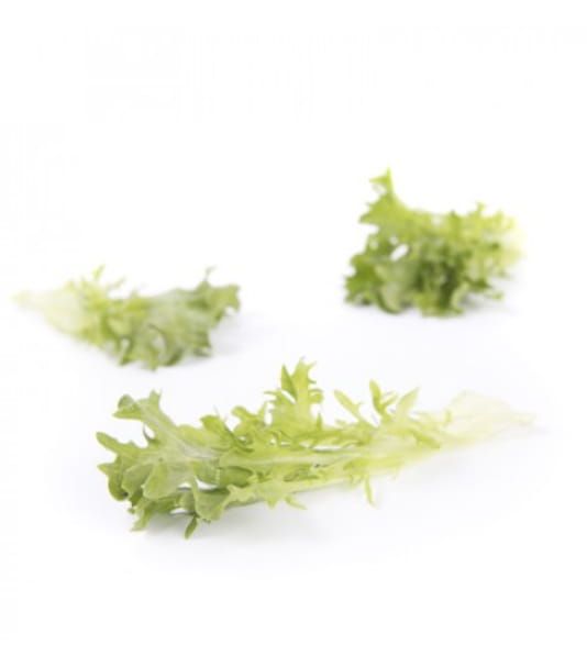 Lettuce Incised Leaf Salanova Exponent RZ (79-05) Treated Seeds