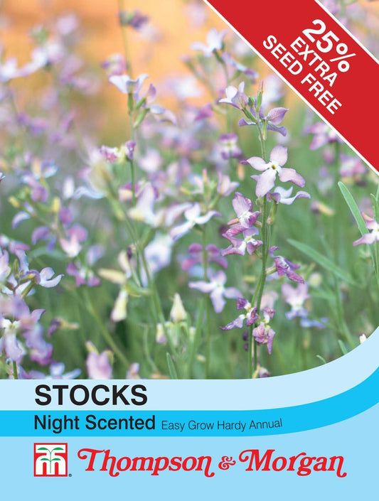 Thompson & Morgan Stocks Night Scented 1100 Seed