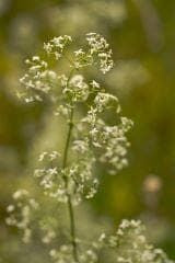 Wild Flower Hedge Bedstraw Galium album Seeds