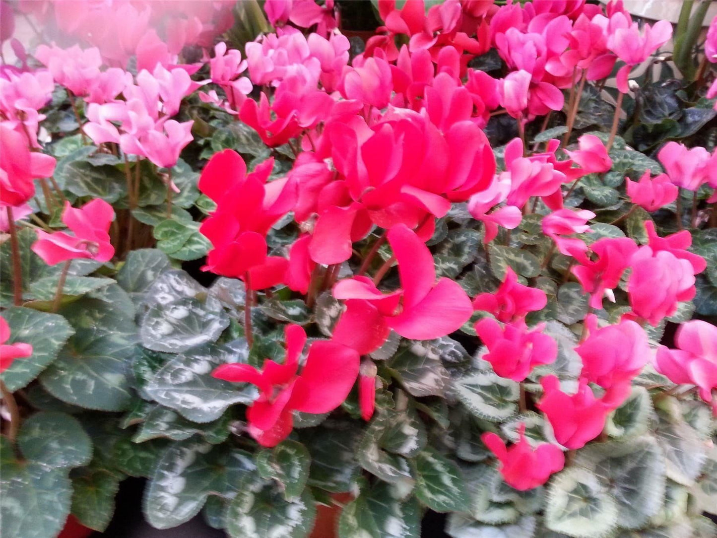 Cyclamen Giant Flowered Mix Seeds