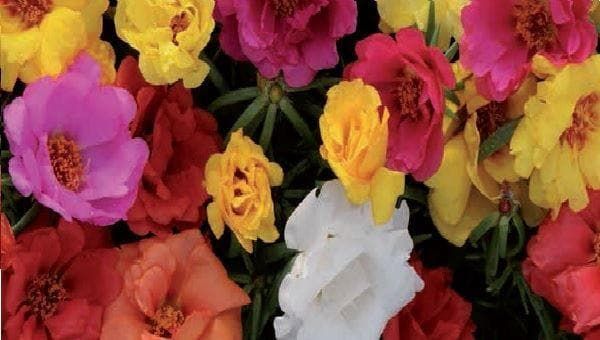 Portulaca Happy Hour Mix Seeds