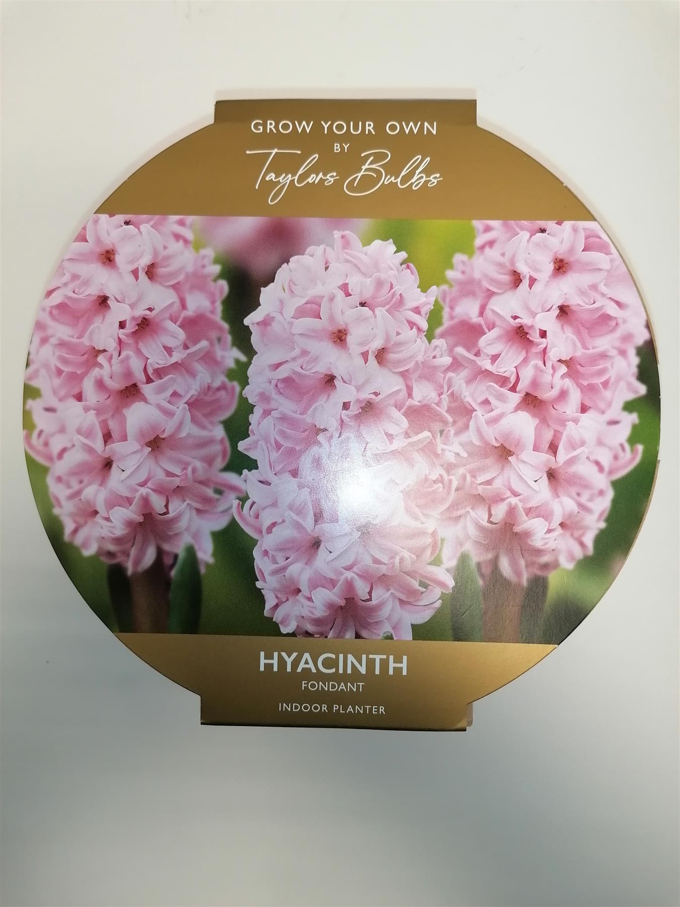 Taylors - Indoor Hyacinth Terracotta Bowl
