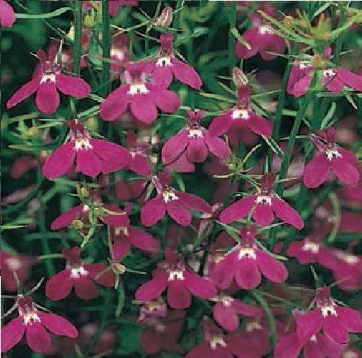 Trailing Lobelia Fountain Crimson Seeds